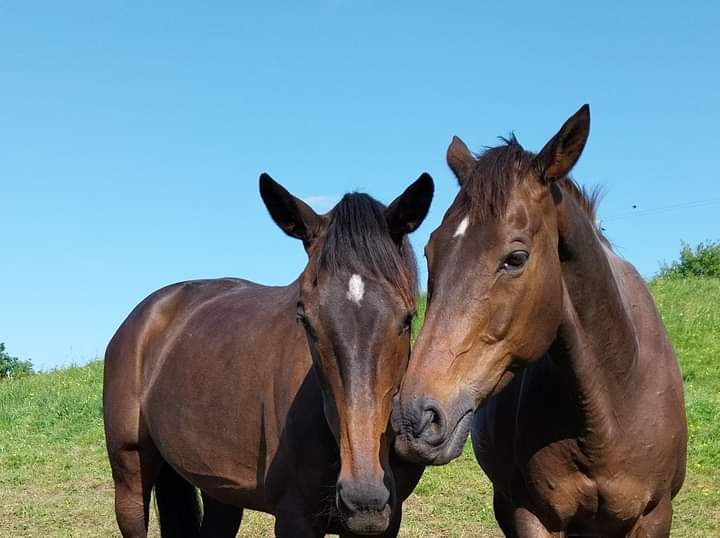 Horses 001